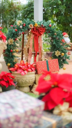 無料スマホ壁紙 メリークリスマス。AndroidとiPhoneに対応した4K高画質の無料待ち受け画像。三重県松阪市の松阪農業公園ベルファームで撮影したフリー写真素材