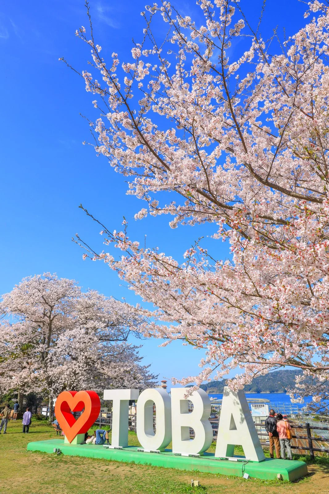 無料スマホ壁紙 ハートTOBAのモニュメントと満開の桜。AndroidとiPhoneに対応した4K高画質の無料待ち受け画像。三重県鳥羽市の城山公園（鳥羽城跡）で撮影したフリー写真素材