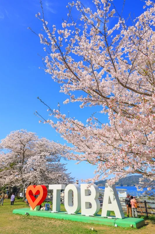 無料スマホ壁紙 ハートTOBAのモニュメントと満開の桜。AndroidとiPhoneに対応した4K高画質の無料待ち受け画像。三重県鳥羽市の城山公園（鳥羽城跡）で撮影したフリー写真素材
