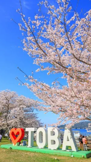 無料スマホ壁紙 ハートTOBAのモニュメントと満開の桜。AndroidとiPhoneに対応した4K高画質の無料待ち受け画像。三重県鳥羽市の城山公園（鳥羽城跡）で撮影したフリー写真素材