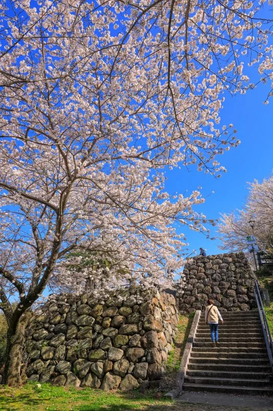 無料スマホ壁紙 桜に包まれる城跡。AndroidとiPhoneに対応した4K高画質の無料待ち受け画像。三重県鳥羽市の城山公園（鳥羽城跡）で撮影したフリー写真素材