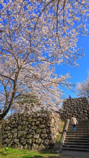 無料スマホ壁紙 桜に包まれる城跡。AndroidとiPhoneに対応した4K高画質の無料待ち受け画像。三重県鳥羽市の城山公園（鳥羽城跡）で撮影したフリー写真素材