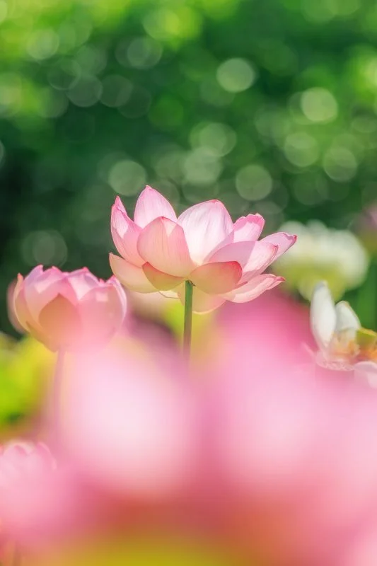 無料スマホ壁紙 朝陽に照らされる蓮。AndroidとiPhoneに対応した4K高画質の無料待ち受け画像。三重県津市の津市白山町二俣の蓮で撮影したフリー写真素材