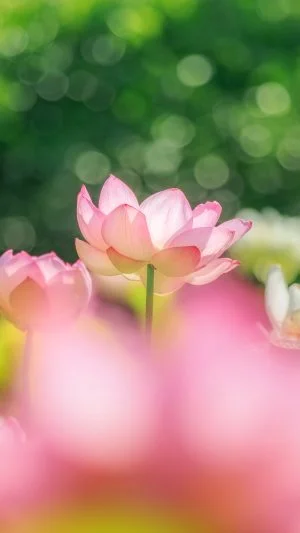 運気が上がる待ち受け 朝陽に照らされる蓮。AndroidとiPhoneに対応した4K高画質の無料スマホ壁紙。三重県津市の津市白山町二俣の蓮で撮影したフリー写真素材