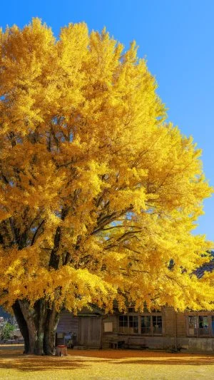 無料スマホ壁紙 青空の下で黄金に輝く大銀杏。AndroidとiPhoneに対応した4K高画質の無料待ち受け画像。三重県南伊勢町の河内の大イチョウで撮影したフリー写真素材