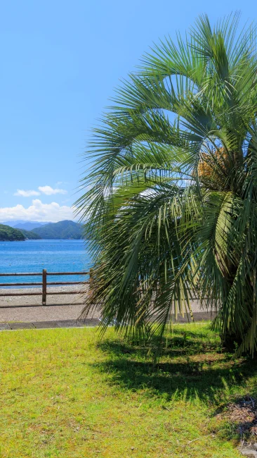 無料壁紙 駐車場にあるヤシの木。PCとデスクトップ壁紙に最適な4K高画質の無料壁紙。三重県紀北町の黒浜海水浴場で撮影したフリー写真素材