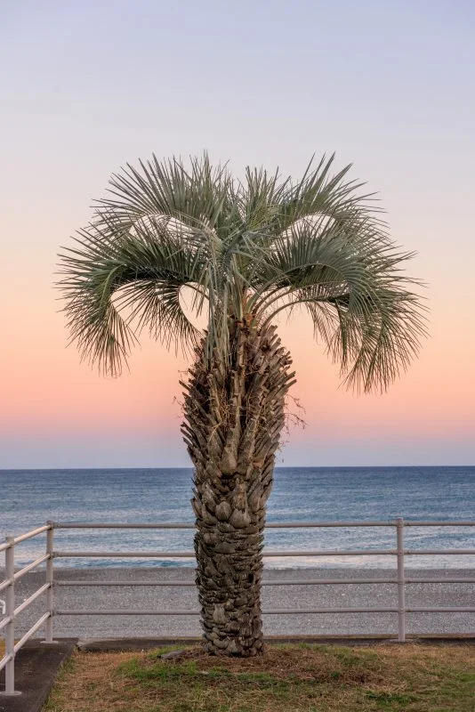 無料スマホ壁紙 夕焼けとヤシの木のサンセットビーチ。AndroidとiPhoneに対応した4K高画質の無料待ち受け画像。三重県御浜町の七里御浜ふれあいビーチで撮影したフリー写真素材