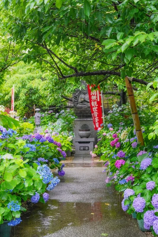 無料スマホ壁紙 紫陽花の小道。AndroidとiPhoneに対応した4K高画質の無料待ち受け画像。三重県志摩市の大慈寺で撮影したフリー写真素材
