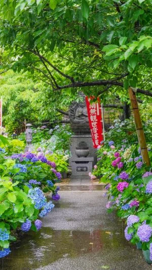 無料スマホ壁紙 紫陽花の小道。AndroidとiPhoneに対応した4K高画質の無料待ち受け画像。三重県志摩市の大慈寺で撮影したフリー写真素材