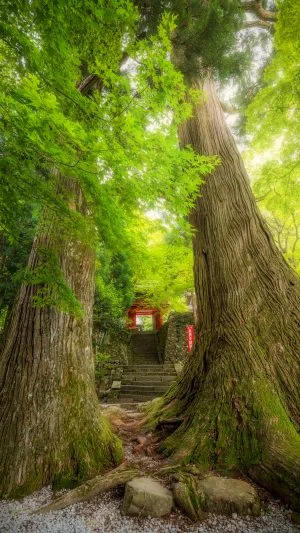 無料スマホ壁紙 ２本の大樹が佇む参道。AndroidとiPhoneに対応した4K高画質の無料待ち受け画像。三重県津市の真福院で撮影したフリー写真素材