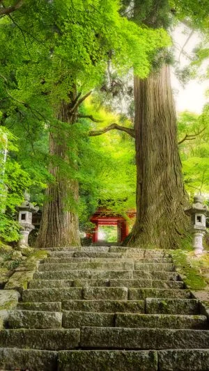 無料スマホ壁紙 まるで「もののけ姫」の世界観。AndroidとiPhoneに対応した4K高画質の無料待ち受け画像。三重県津市の真福院で撮影したフリー写真素材
