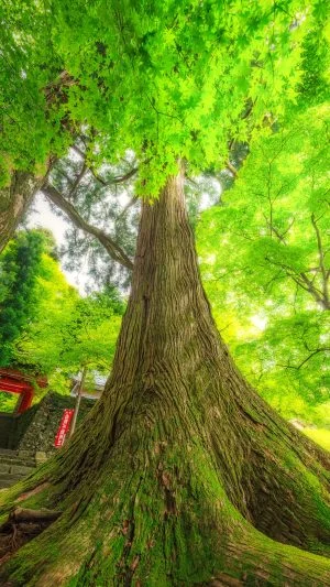 運気が上がる待ち受け 生命力みなぎる大樹。AndroidとiPhoneに対応した4K高画質の無料スマホ壁紙。三重県津市の真福院で撮影したフリー写真素材