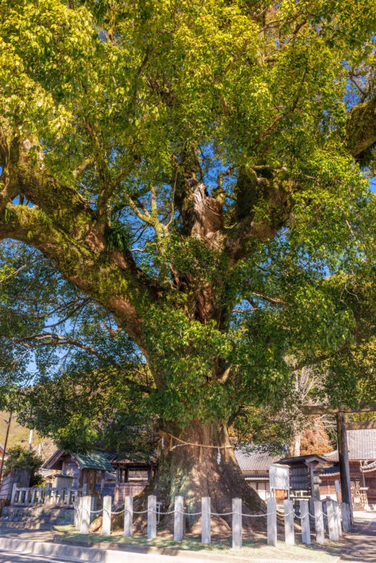 無料スマホ壁紙 開運の楠木。AndroidとiPhoneに対応した4K高画質の無料待ち受け画像。三重県尾鷲市の尾鷲神社で撮影したフリー写真素材