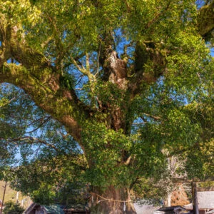 無料スマホ壁紙 開運の楠木。AndroidとiPhoneに対応した4K高画質の無料待ち受け画像。三重県尾鷲市の尾鷲神社で撮影したフリー写真素材