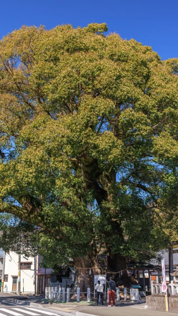 無料壁紙 大きな楠木を眺める夫婦。PCとデスクトップ壁紙に最適な4K高画質の無料壁紙。三重県尾鷲市の尾鷲神社で撮影したフリー写真素材