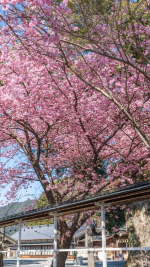 無料壁紙 参道から河津桜を見上げる。PCとデスクトップ壁紙に最適な4K高画質の無料壁紙。三重県尾鷲市の尾鷲神社で撮影したフリー写真素材