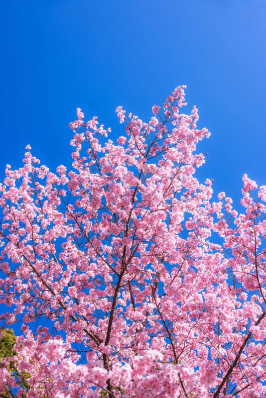 真っ青な空とピンクの河津桜
