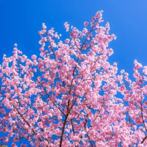 無料スマホ壁紙 真っ青な空とピンクの河津桜。AndroidとiPhoneに対応した4K高画質の無料待ち受け画像。三重県尾鷲市の尾鷲神社で撮影したフリー写真素材