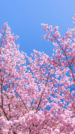 無料壁紙 青空に向かって咲く河津桜。PCとデスクトップ壁紙に最適な4K高画質の無料壁紙。三重県尾鷲市の尾鷲神社で撮影したフリー写真素材