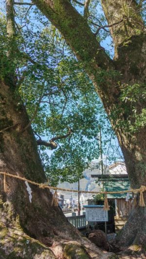 無料壁紙 ２本の楠木。PCとデスクトップ壁紙に最適な4K高画質の無料壁紙。三重県尾鷲市の尾鷲神社で撮影したフリー写真素材