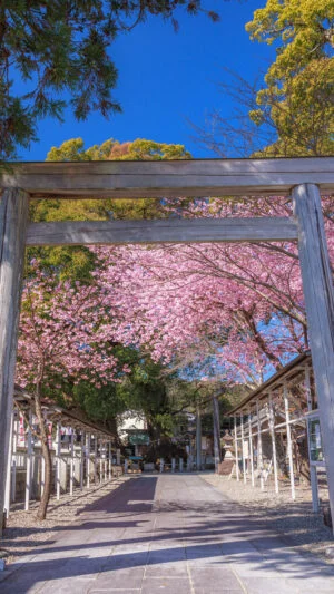 無料壁紙 青空が広がる河津桜の参道。PCとデスクトップ壁紙に最適な4K高画質の無料壁紙。三重県尾鷲市の尾鷲神社で撮影したフリー写真素材