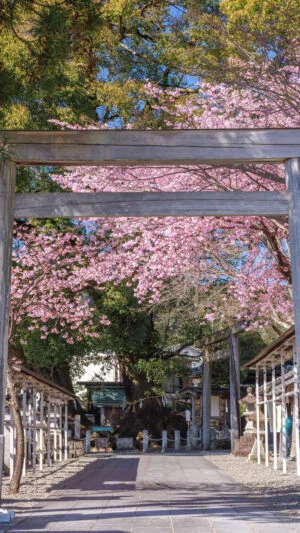 無料壁紙 河津桜の参道と奥に見える楠木。PCとデスクトップ壁紙に最適な4K高画質の無料壁紙。三重県尾鷲市の尾鷲神社で撮影したフリー写真素材