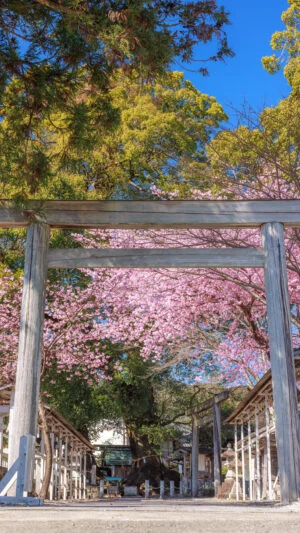 無料スマホ壁紙 河津桜の参道と開運の楠木。AndroidとiPhoneに対応した4K高画質の無料待ち受け画像。三重県尾鷲市の尾鷲神社で撮影したフリー写真素材