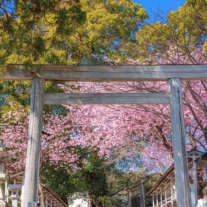 無料スマホ壁紙 河津桜の参道と開運の楠木。AndroidとiPhoneに対応した4K高画質の無料待ち受け画像。三重県尾鷲市の尾鷲神社で撮影したフリー写真素材