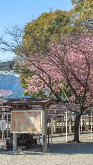 無料壁紙 参道の鳥居と河津桜と尾鷲の山々。PCとデスクトップ壁紙に最適な4K高画質の無料壁紙。三重県尾鷲市の尾鷲神社で撮影したフリー写真素材