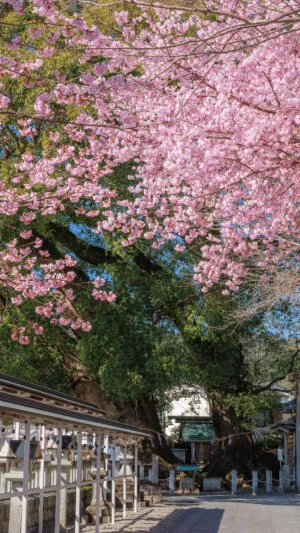 無料壁紙 参道の河津桜と奥に見える楠木。PCとデスクトップ壁紙に最適な4K高画質の無料壁紙。三重県尾鷲市の尾鷲神社で撮影したフリー写真素材