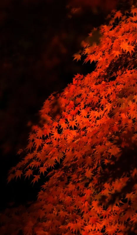 無料スマホ壁紙 真っ赤に色づく紅葉。AndroidとiPhoneに対応した4K高画質の無料待ち受け画像。三重県津市の円光寺で撮影したフリー写真素材