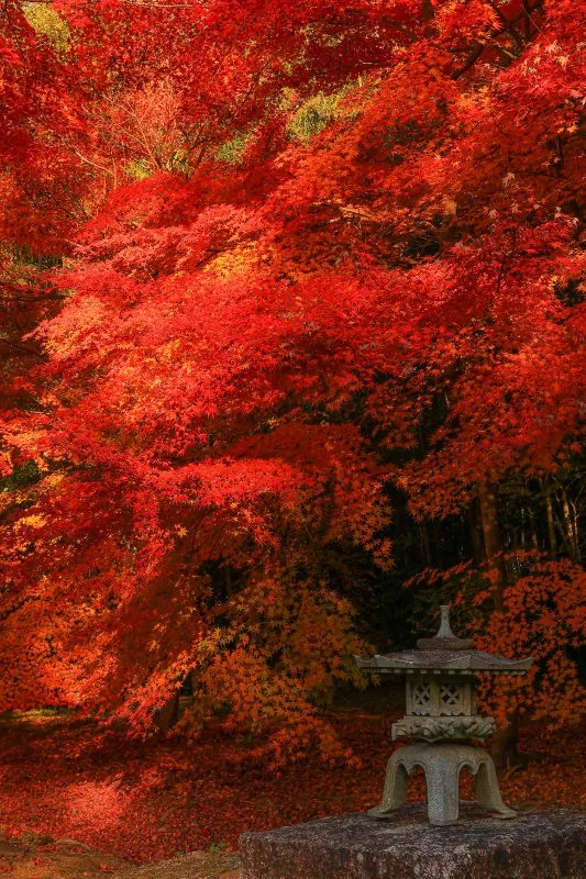 無料スマホ壁紙 しだれ紅葉と灯籠。AndroidとiPhoneに対応した4K高画質の無料待ち受け画像。三重県津市の円光寺で撮影したフリー写真素材