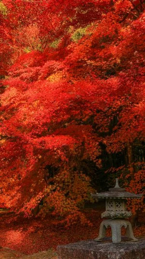 無料スマホ壁紙 しだれ紅葉と灯籠。AndroidとiPhoneに対応した4K高画質の無料待ち受け画像。三重県津市の円光寺で撮影したフリー写真素材