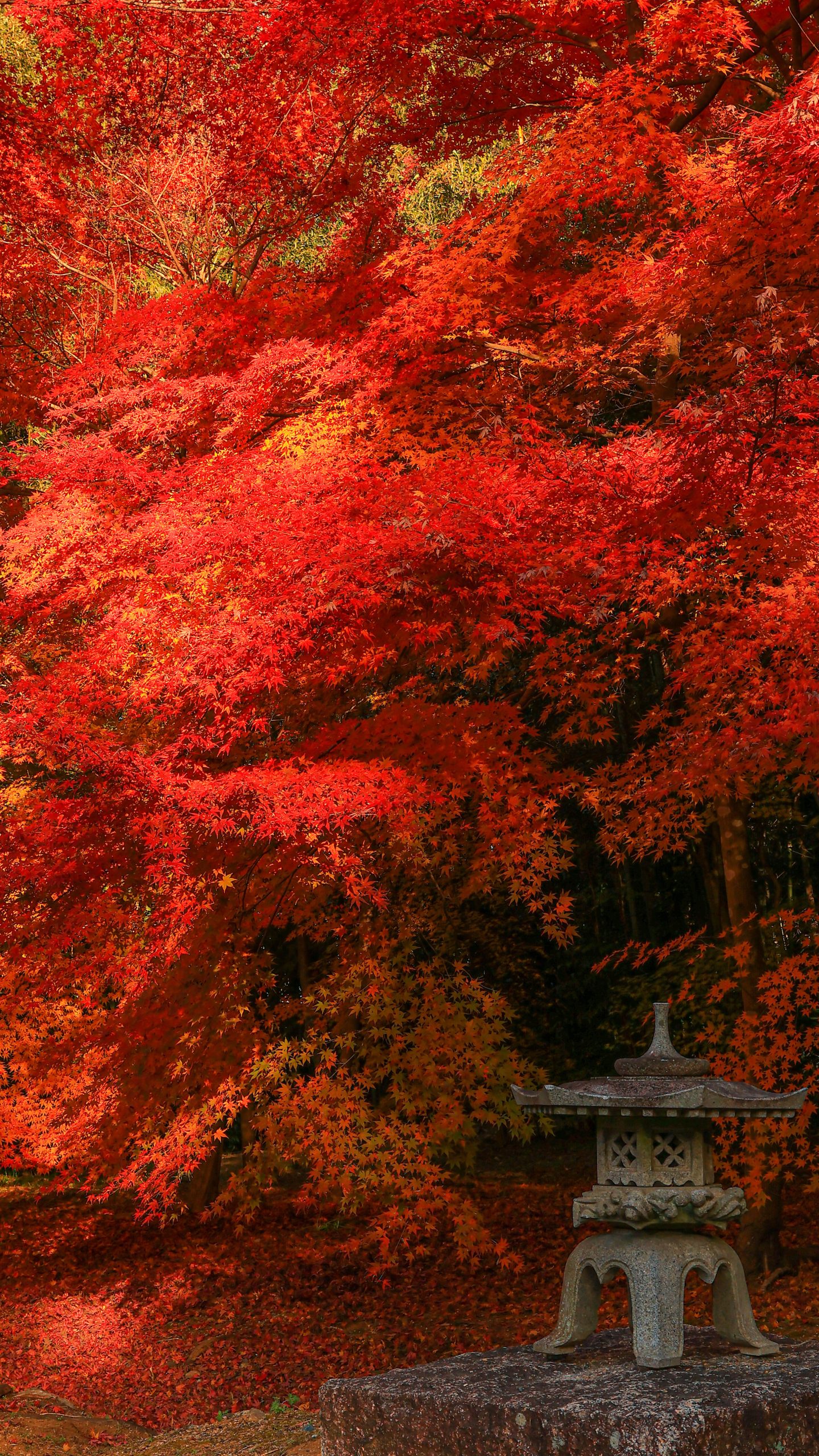 しだれ紅葉と灯籠(三重県津市・円光寺)