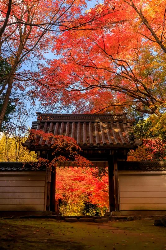 無料スマホ壁紙 山門と紅葉と青空。AndroidとiPhoneに対応した4K高画質の無料待ち受け画像。三重県津市の円光寺で撮影したフリー写真素材