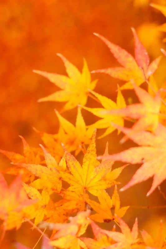 無料スマホ壁紙 オレンジ紅葉。AndroidとiPhoneに対応した4K高画質の無料待ち受け画像。三重県津市の円光寺で撮影したフリー写真素材