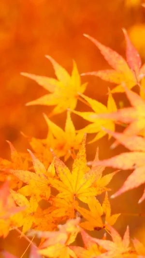 無料スマホ壁紙 オレンジ紅葉。AndroidとiPhoneに対応した4K高画質の無料待ち受け画像。三重県津市の円光寺で撮影したフリー写真素材