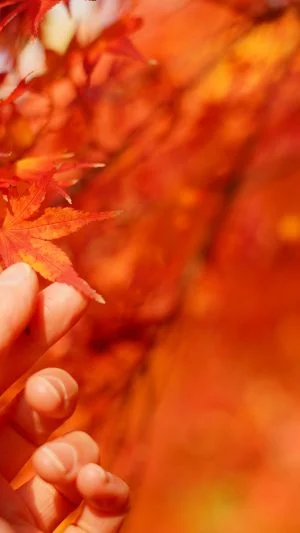 無料壁紙 紅葉を手でつまむ。PCとデスクトップ壁紙に最適な4K高画質の無料壁紙。三重県津市の円光寺で撮影したフリー写真素材