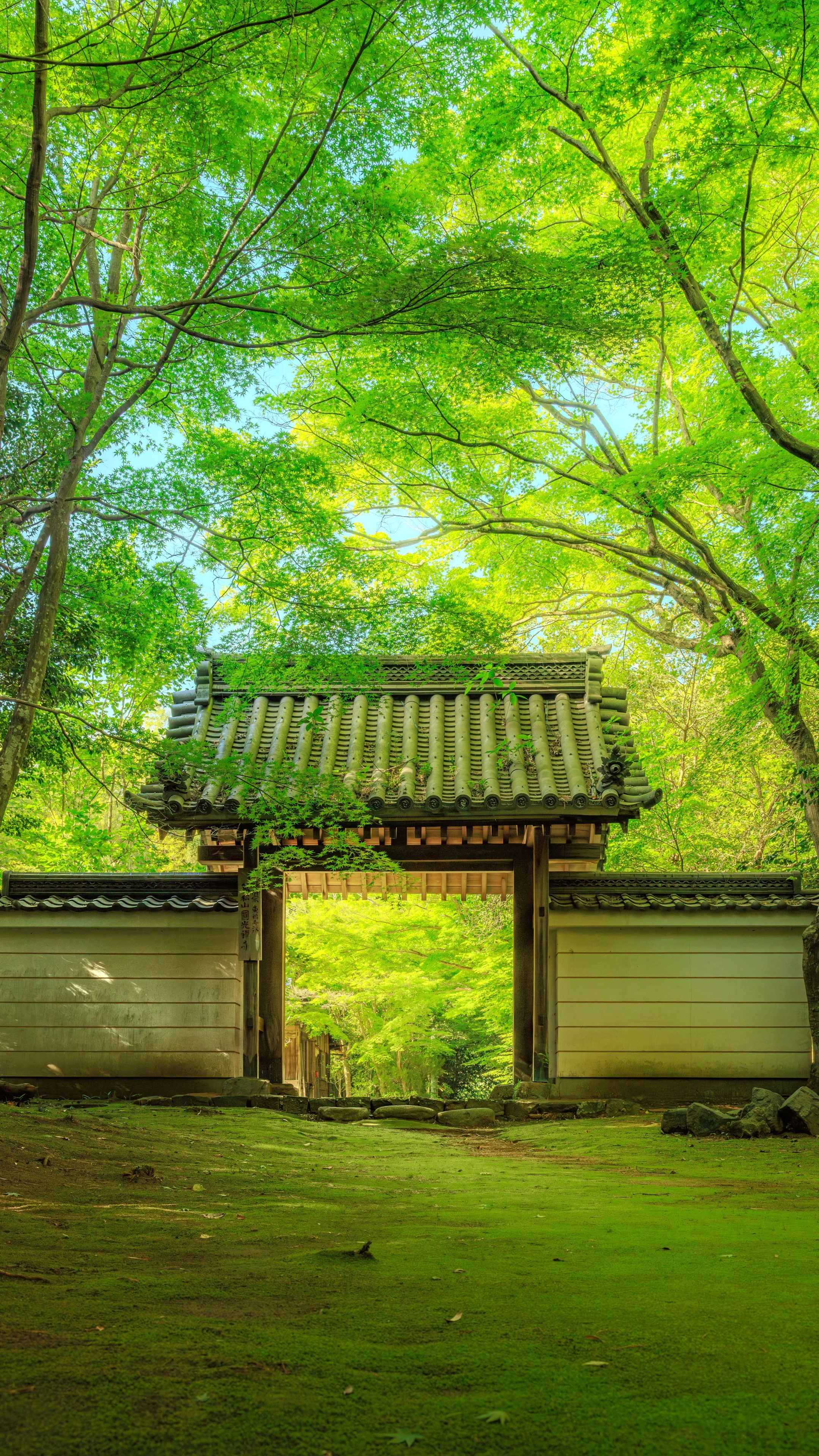 新緑に包まれる山門(三重県津市・円光寺)