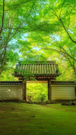 無料スマホ壁紙 新緑に包まれる山門。AndroidとiPhoneに対応した4K高画質の無料待ち受け画像。三重県津市の円光寺で撮影したフリー写真素材