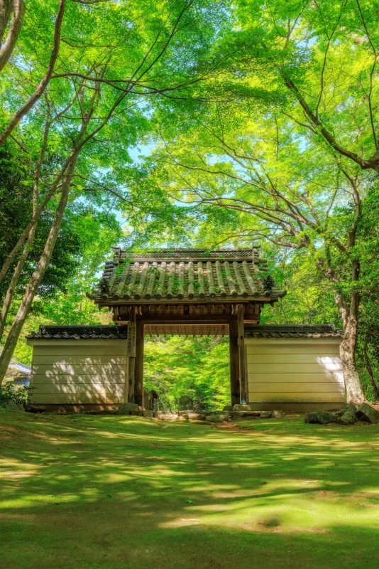 無料スマホ壁紙 眩しいほど美しい新緑。AndroidとiPhoneに対応した4K高画質の無料待ち受け画像。三重県津市の円光寺で撮影したフリー写真素材