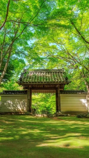 無料スマホ壁紙 眩しいほど美しい新緑。AndroidとiPhoneに対応した4K高画質の無料待ち受け画像。三重県津市の円光寺で撮影したフリー写真素材