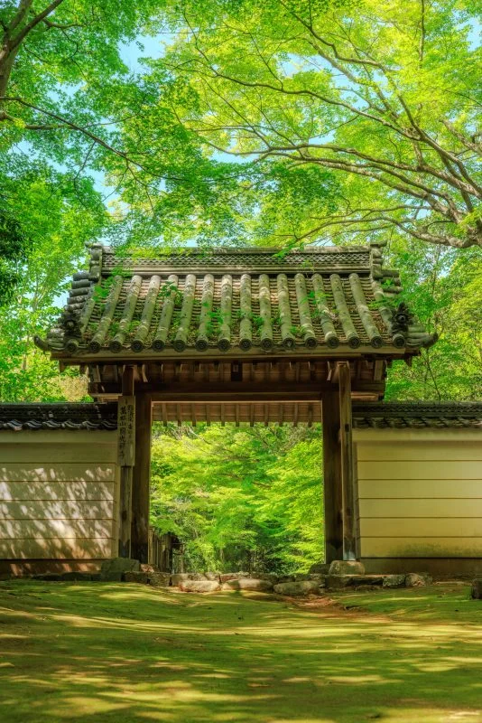 無料スマホ壁紙 新緑に輝く山門と苔。AndroidとiPhoneに対応した4K高画質の無料待ち受け画像。三重県津市の円光寺で撮影したフリー写真素材