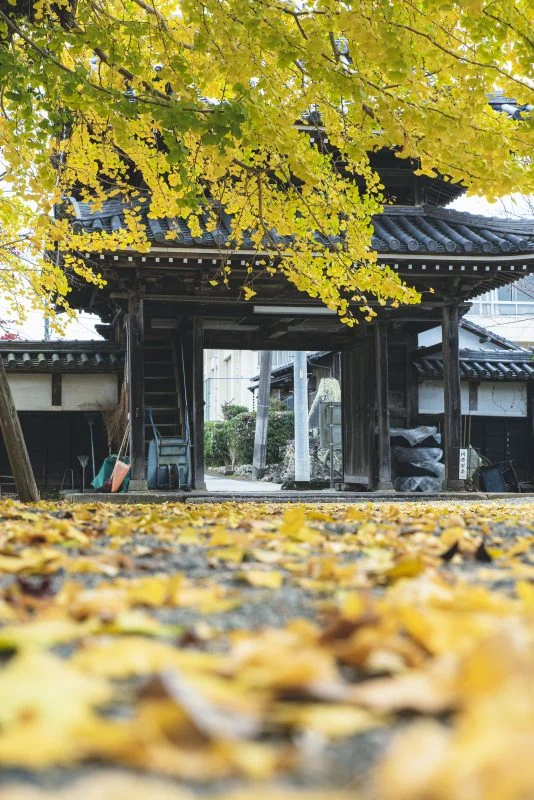 無料スマホ壁紙 山門と銀杏のじゅうたん。AndroidとiPhoneに対応した4K高画質の無料待ち受け画像。三重県多気町の本楽寺の銀杏で撮影したフリー写真素材