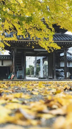 無料スマホ壁紙 山門と銀杏のじゅうたん。AndroidとiPhoneに対応した4K高画質の無料待ち受け画像。三重県多気町の本楽寺の銀杏で撮影したフリー写真素材