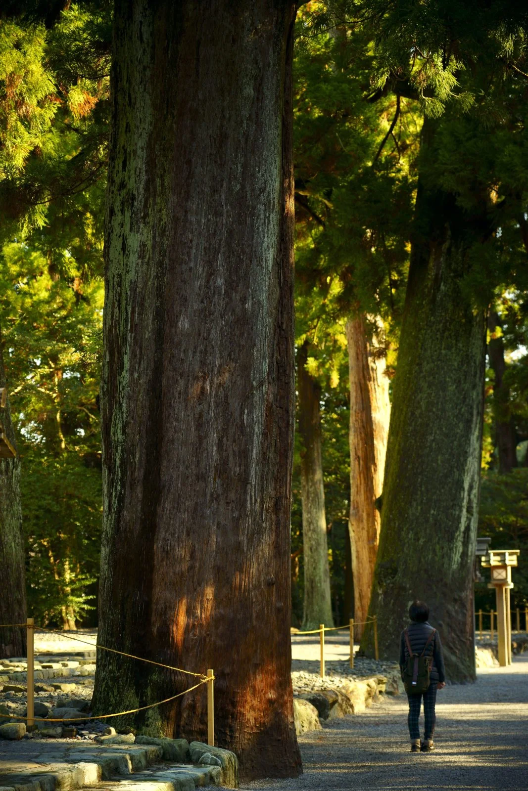 無料スマホ壁紙 外宮の大樹。AndroidとiPhoneに対応した4K高画質の無料待ち受け画像。三重県伊勢市の伊勢神宮で撮影したフリー写真素材