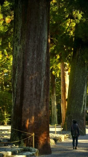 無料スマホ壁紙 外宮の大樹。AndroidとiPhoneに対応した4K高画質の無料待ち受け画像。三重県伊勢市の伊勢神宮で撮影したフリー写真素材