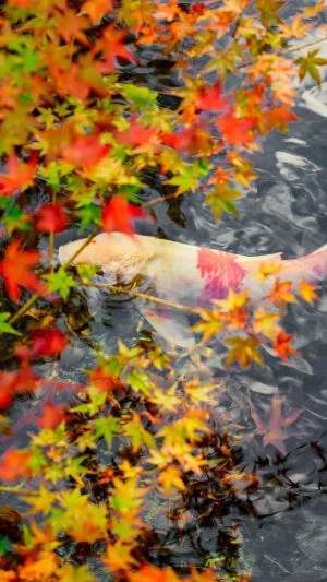 無料スマホ壁紙 紅葉と鯉。AndroidとiPhoneに対応した4K高画質の無料待ち受け画像。三重県津市の北畠神社で撮影したフリー写真素材