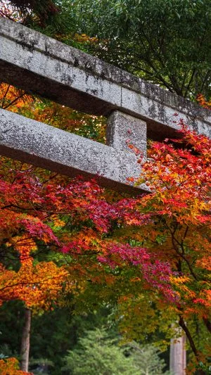無料壁紙 鳥居の先は紅葉。PCとデスクトップ壁紙に最適な4K高画質の無料壁紙。三重県津市の北畠神社で撮影したフリー写真素材