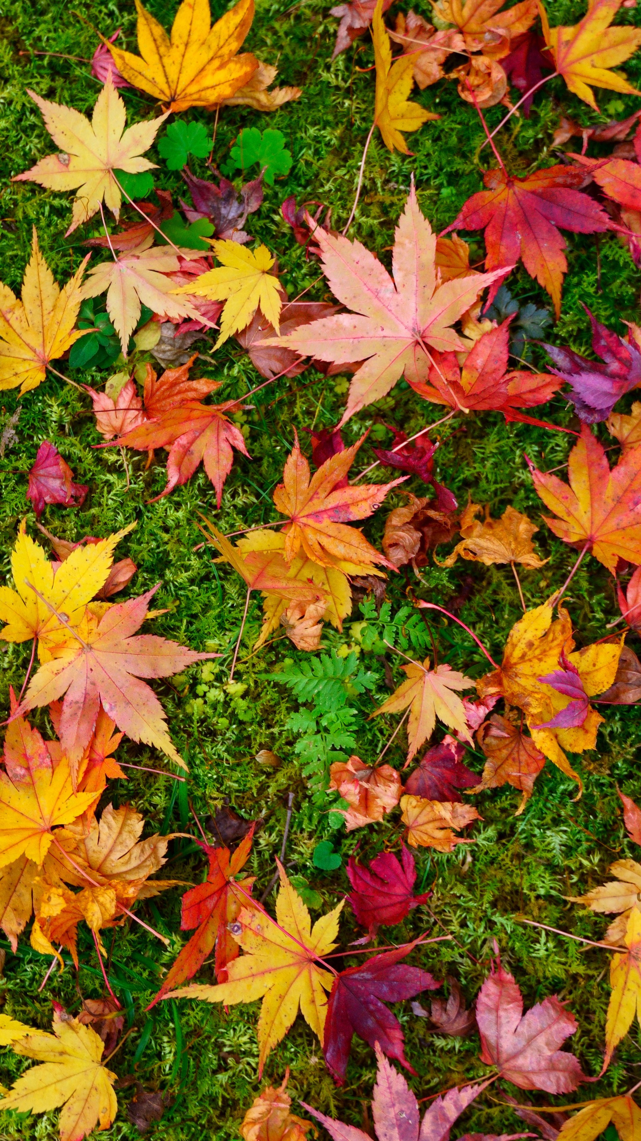紅葉と苔のじゅうたん(三重県津市・北畠神社)